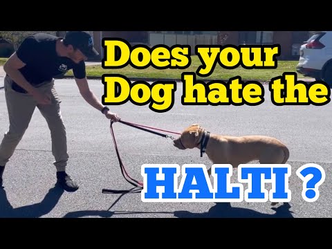 Видео: Ваша собака не любит халти? Попробуйте!