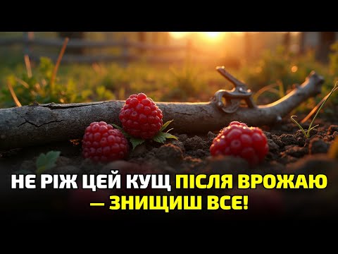 Видео: Не ріж малину після збору ягід! Помилка, через яку кущ гниє й гине!