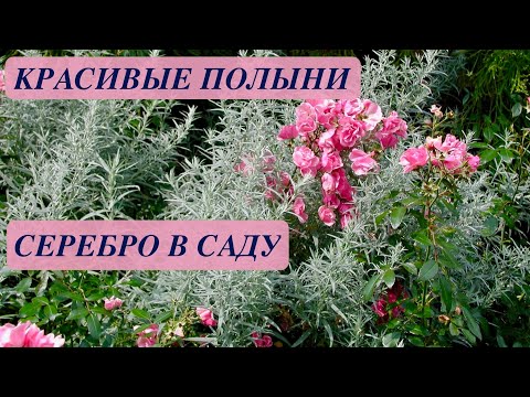 Видео: ПОЛЫНЬ. КРАСИВЫЕ СОРТА. НЕМНОГО СЕРЕБРА В САДУ. Примеры сочетания растений.