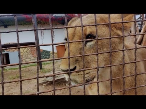 Видео: РАЗГОВОР ПО ДУШАМ...ШЕРХАН, 22.10.24г. МинЗОО. ЗАЯВЛЕНИЕ В СИМФЕРОПОЛЬСКУЮ  ПРОКУРАТУРУ.