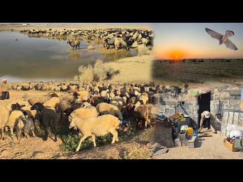 Видео: Кочевой образ жизни ⛺ | Новый дом среди пышных пастбищ с дикими птицами 🦅🌿