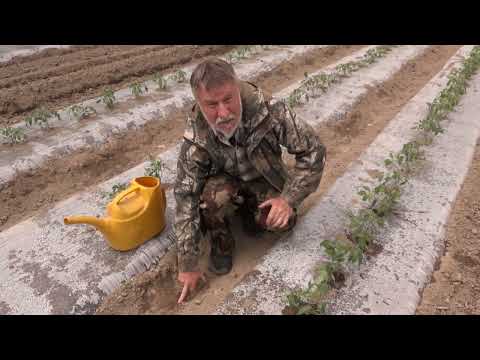 Видео: Фильм №453 - Ответы на вопросы. Михаил Заварухин. Посев и посадка свёклы.