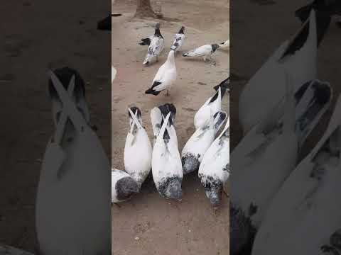 Видео: 21 октября 2025 г.