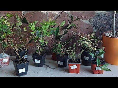 Видео: розпаковка з Райського куточка 🌷декоративні кущі з яскравим листям