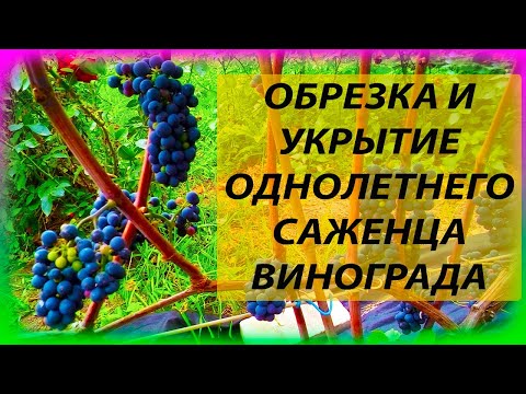 Видео: УКРЫТИЕ И ОБРЕЗКА ОДНОЛЕТНЕГО ВИНОГРАДА НА ЗИМУ В СРЕДНЕЙ ПОЛОСЕ. Как выращивать виноград. Виноград.