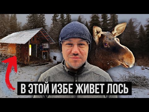 Видео: ТАЁЖНЫЕ ИЗБЫ И НЕОЖИДАННЫЕ ГОСТИ | ИЗБИНГ В ЧЕЛЯБИНСКОЙ ОБЛАСТИ | ЖИЗНЬ В ТАЙГЕ