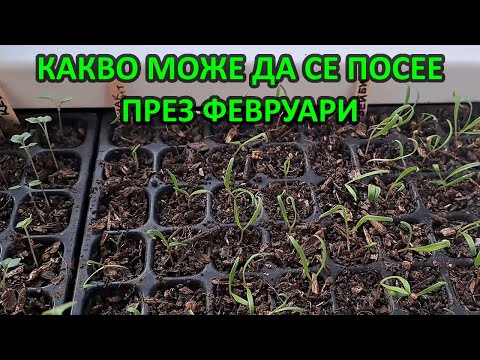 Видео: Какво поникна от посятото през януари и какво ще сея през февруари - Toni's permaculture garden