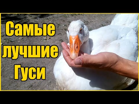 Видео: САМЫЕ БЫСТРОРАСТУЩИЕ ГУСИ-ГИГАНТЫ! / ТЕХНОЛОГИЯ ВЫРАЩИВАНИЯ ГУСЕЙ ДАТСКИЙ ЛЕГАРТ