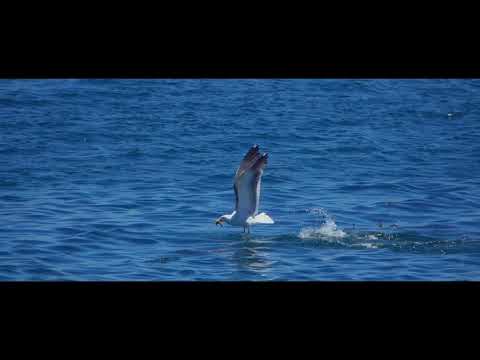 Видео: Созвучја - Манастирски води - Слепченски Манастир