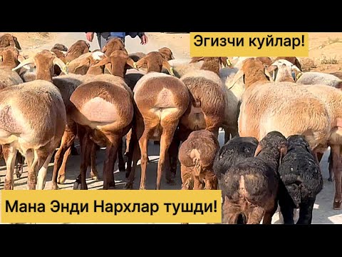 Видео: Великан эгизчи куйлар! 971500095☎️ 883100698☎️
