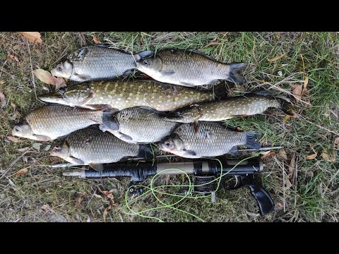 Видео: Подводная охота в октябре
