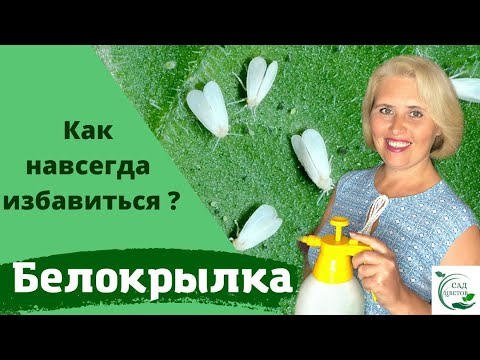 Видео: Белокрылка. Как мы полностью от нее избавились!