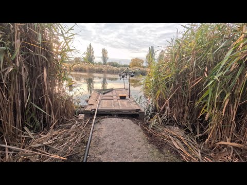 Видео: В поисках дикого карпа. Ловля Карпа в Запорожье.