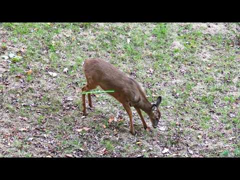 Видео: Она поймала двух оленей один за другим! Оба упали на землю! Охота с луком в Пенсильвании, 2025, Э...