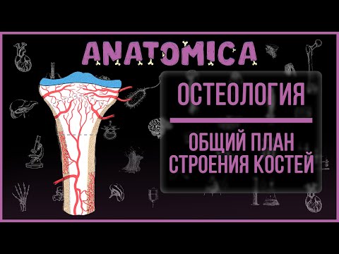 Видео: Физиология и общее строение костей / Остеология