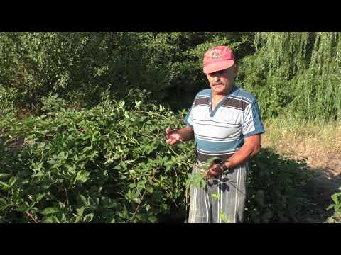 Видео: Супер способ размножения ежевики "вверх ногами"!