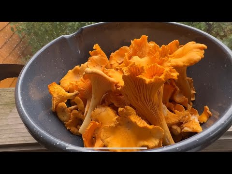 Видео: За грибами! Как вкусно заморозить лисички в конце видео. 