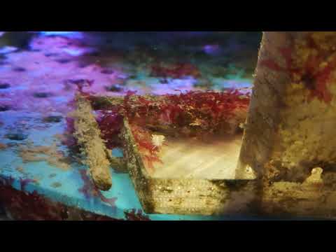 Видео: Морський акваріум "і знову диво🌜🫂🌛"