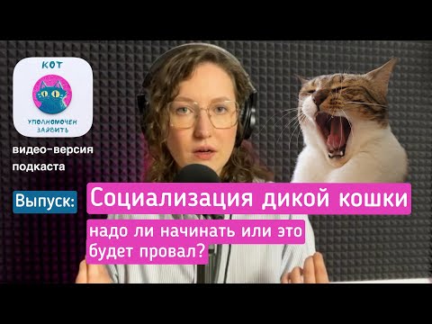 Видео: Социализация дикой кошки, надо ли начинать или это будет провал?