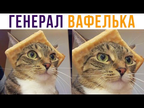 Видео: Генерал Вафелька) Приколы с котами | Мемозг #578