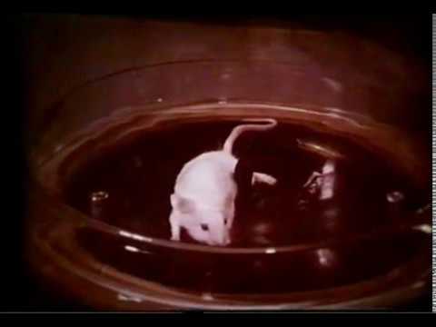 Видео: Гипоксия © hypoxia