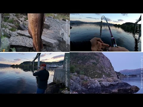 Видео: Рыбалка в Норвегии. Вот это да. Попал на косяк с  зачётным трофеем. Советую посмотреть.