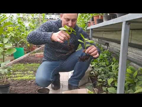 Видео: Укорінення лимона в алоє