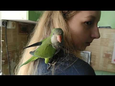Видео: Попугай монах-квакер, калита. Наш новый замечательный питомец!