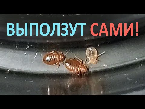 Видео: Как узнать, есть ли дома клопы — в диване, или в кровати?