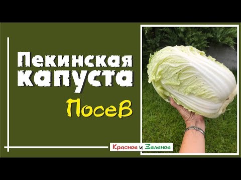 Видео: Пекинская капуста. Сеем на рассаду