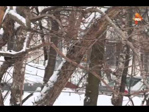 Видео: Семейные драмы эфир 31 03 2015