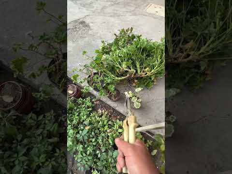 Видео: Геранни ердан тувакга кўчириш.