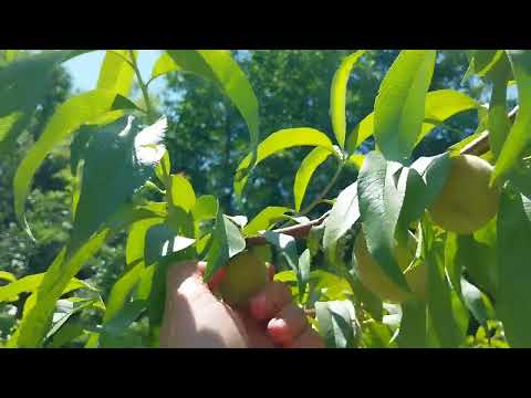 Видео: Прореждане плодовете на праскова