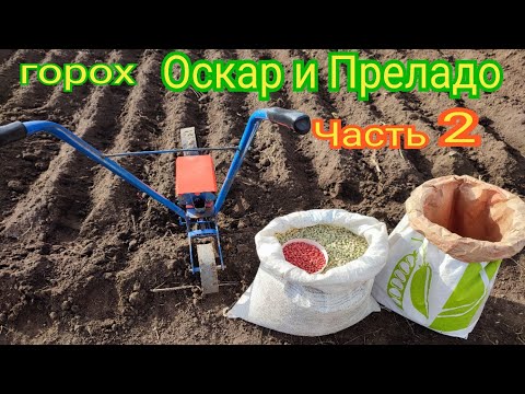 Видео: 🔆 Посев гороха Оскар и Преладо 🌾🍃 сезон 2022💲