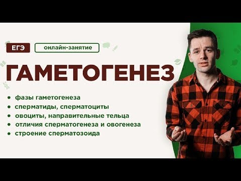 Видео: Гаметогенез | ЕГЭ Биология | Даниил Дарвин