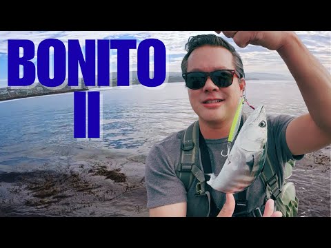 Видео: Продолжаем улов бонито в Южной Калифорнии! Поймайте и приготовьте торт из бонито!