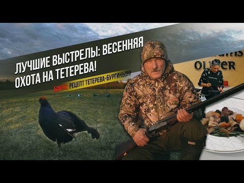 Видео: Лучшие выстрелы: весенняя охота на тетерева! Бонус: рецепт тетерева-бургиньон!