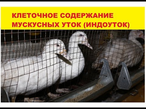 Видео: Клеточное содержание мускусных уток (индоуток)