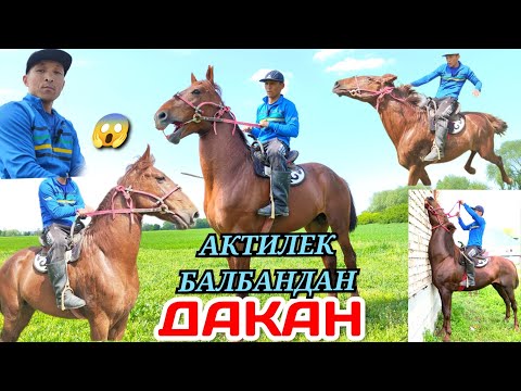 Видео: АКТИЛЕК балбандын ДАКАНИ сатууга чыкты🔥🔥