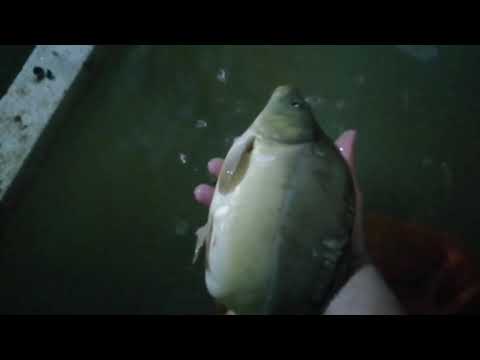 Видео: Выращивание карпа в домашних условиях. Развидение карпа в узв. Итог трех месяцев.