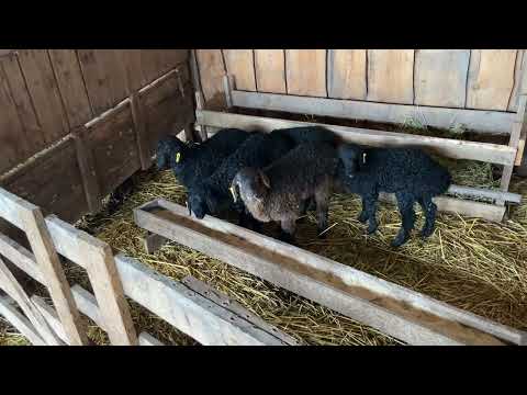 Видео: Содержание окотившихся овцематок и ягнят после двухнедельного возраста