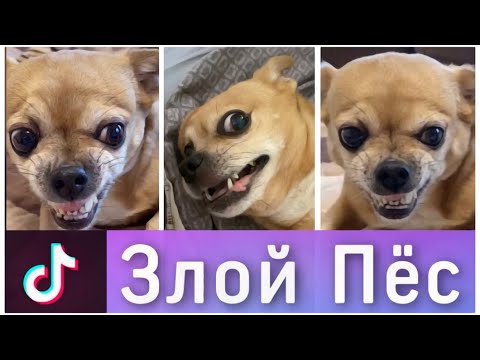Видео: ЛУЧШИЕ ВАЙНЫ И ПРИКОЛЫ ТИК ТОК | Злой Пёс