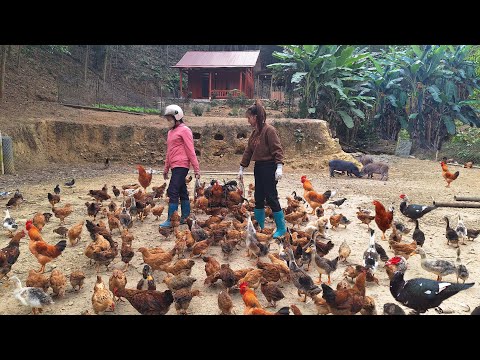 Видео: собрать много кур (петухов) для продажи на рынке, построить амбар для выращивания новых кур