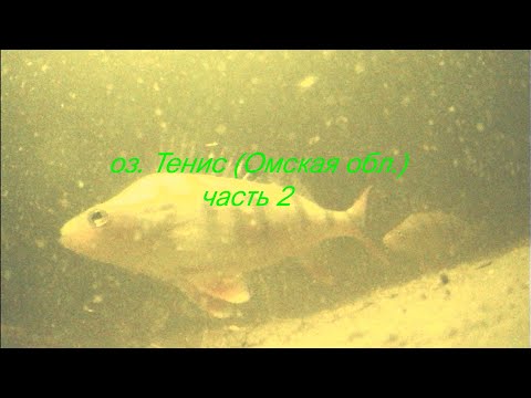 Видео: Рыбалка для Души на озере Тенис (Омская обл.Часть 2 ) #рыбалкаскомфортом #Салтаим #Тенис