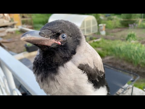 Видео: У нас появился серый кардинал! Истощенный слёток.