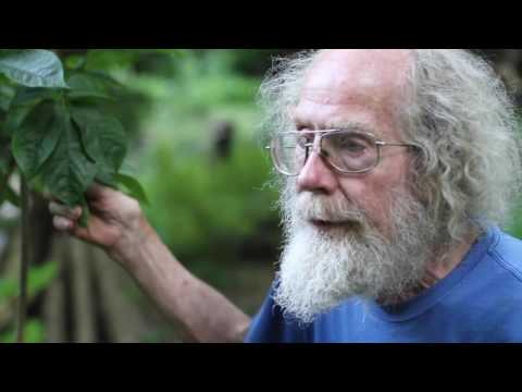 Видео: Элеутерококк колючий (сибирский женьшень)