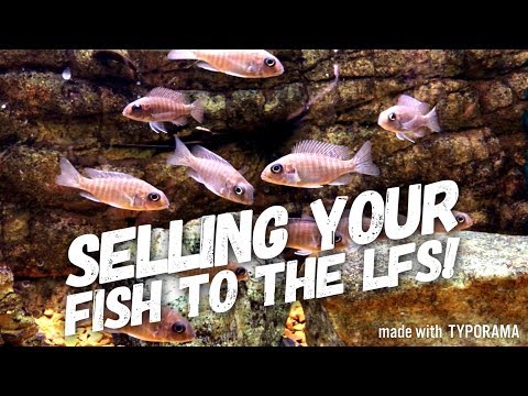 Видео: РАЗВЕДЕНИЕ АФРИКАНСКИХ ЦИХЛИД И ПРОДАЖА ИХ В МЕСТНЫЕ РЫБНЫЕ МАГАЗИНЫ! | ПОЛНОЕ РУКОВОДСТВО