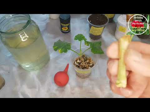 Видео: #7.Геран кучатларини хар хил усулда кучат килиш.Эксперимент.#garden #gullar #geran