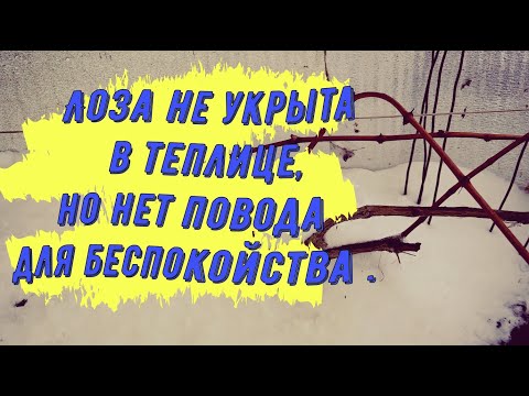 Видео: Как зимует виноград в теплице и открытом грунте ?