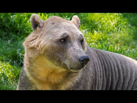 Видео: Самые Редкие Гибриды Животных в Мире